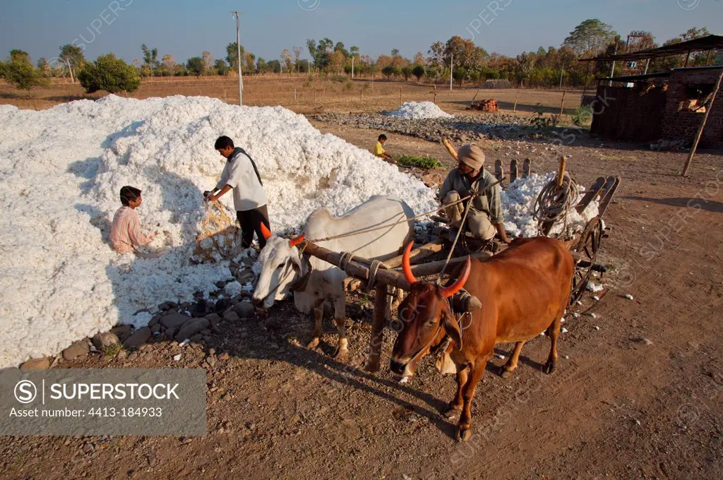 Harvest of cotton in Maharashtra in India
