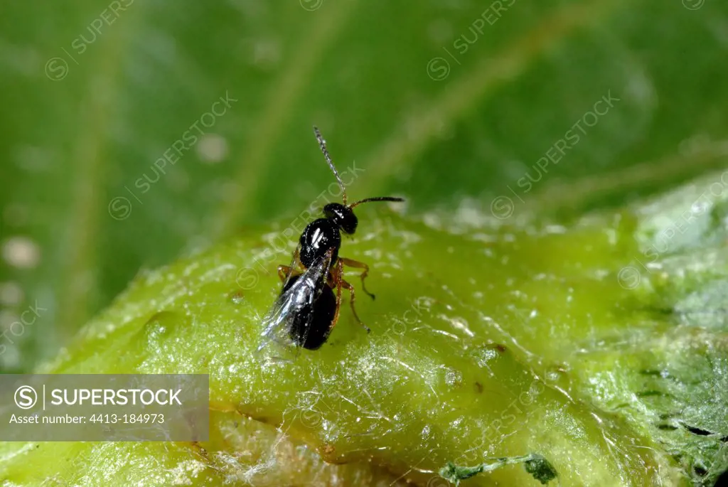 Young Chestnut gall wasp adult on the gall France