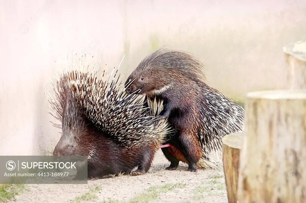 Coupling of crested porcupine Zoo Trégomeur France