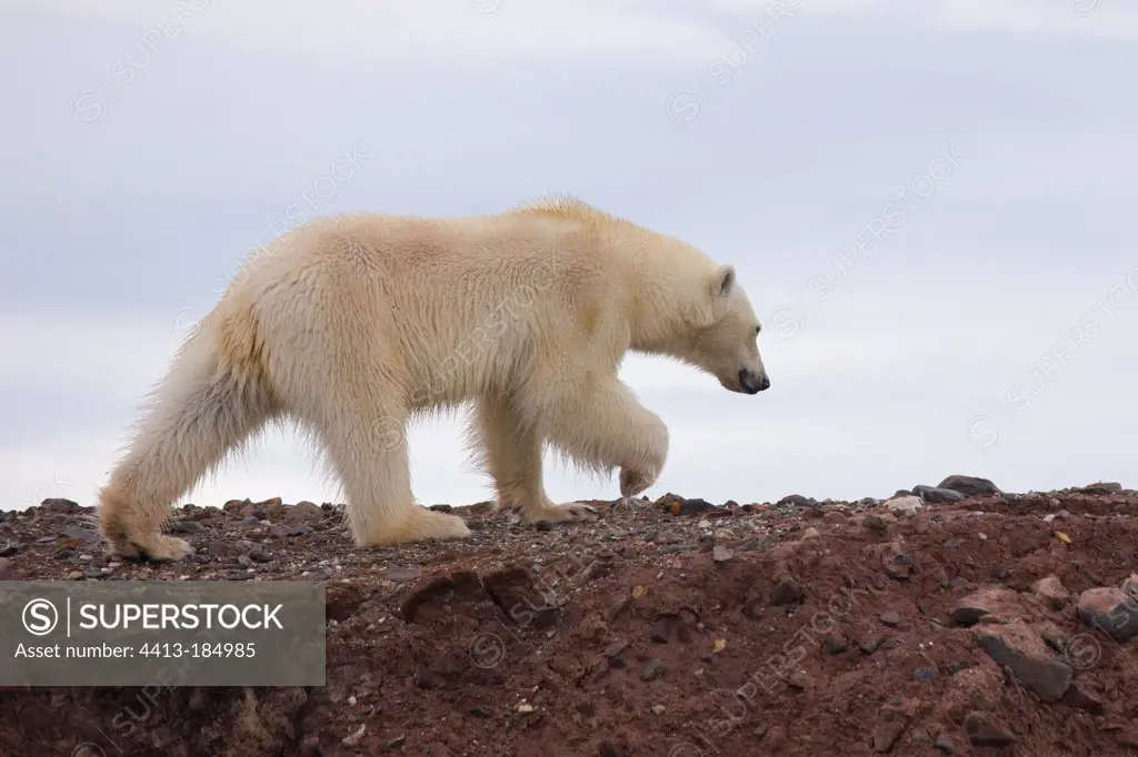 Polar bear walking on the coast Svalbard