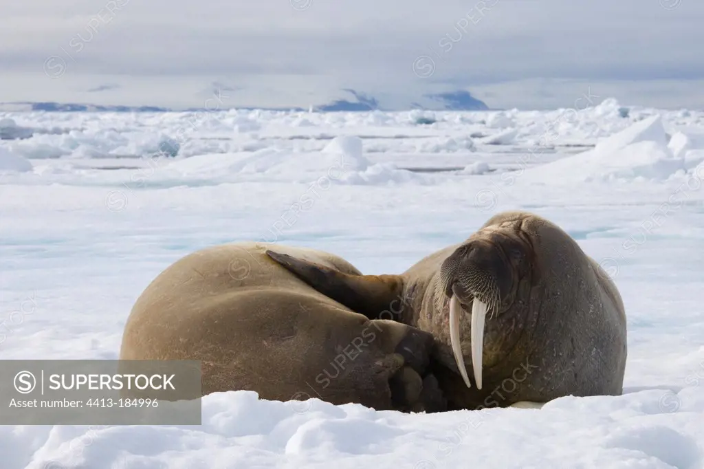 Walrusesresting on the ice Spitsbergen Svalbard