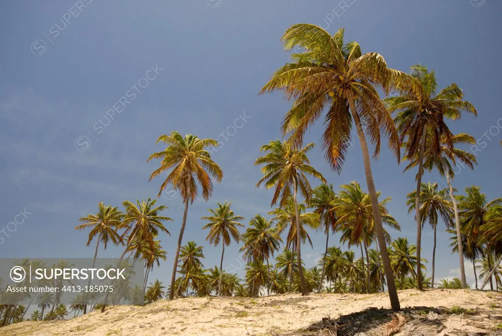 Coconut palms on coastal dune Linha Verde in Brazil