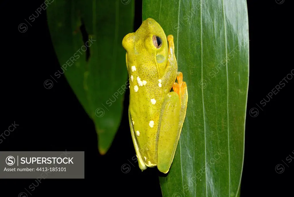 Leaf frog on a leaf Linha Verde Diogo Brazil