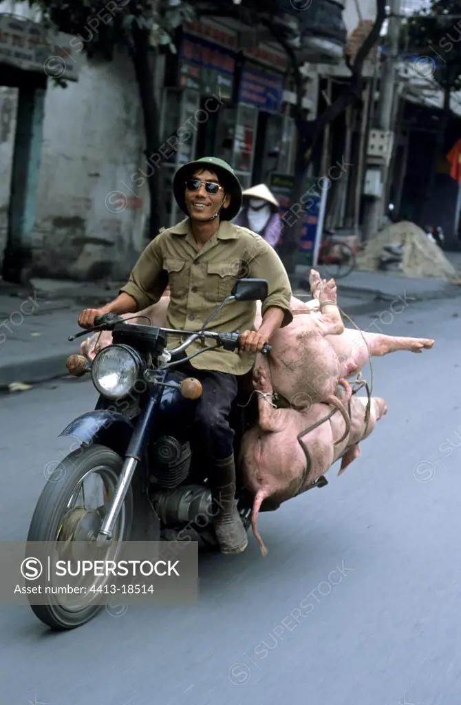 Man transporting alive pigs on his motorbike Vietnam