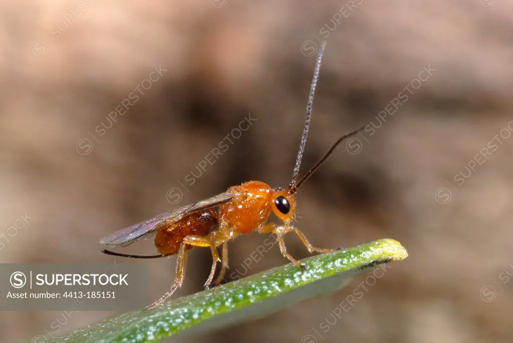 Parasitic wasp used against the olive fly