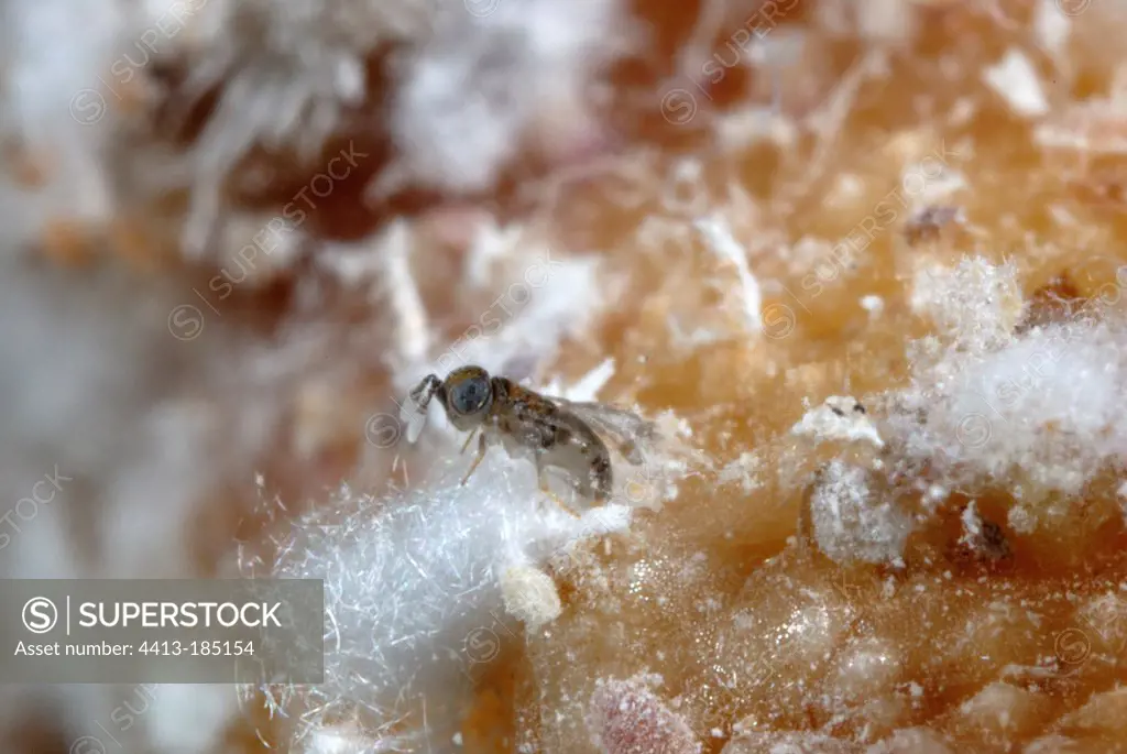 Parasitic wasp of the Comstock mealybug France