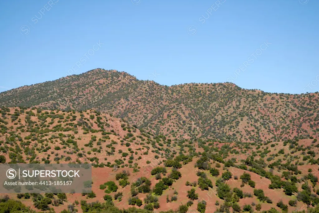 Kernel oil and Olive trees around Agadir Morocco