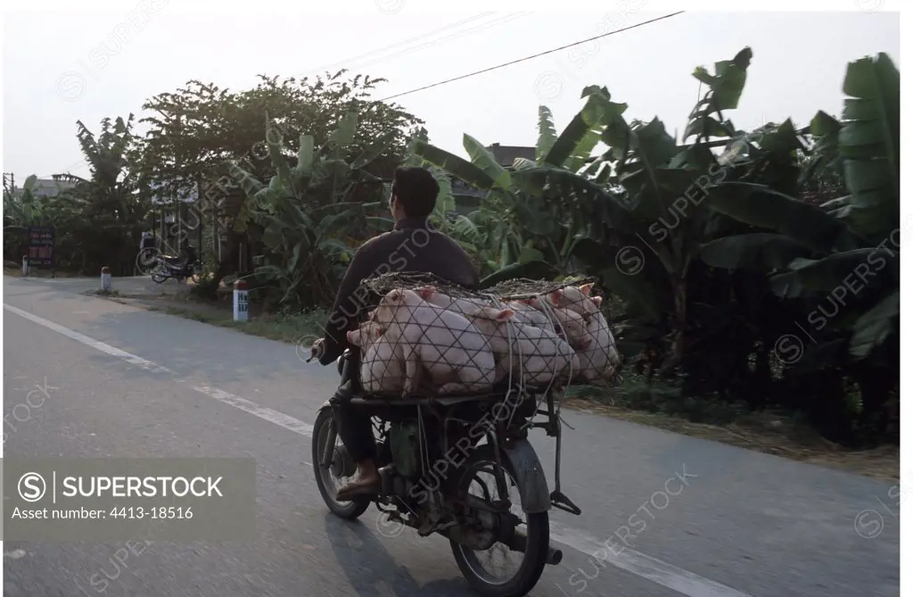 Man transporting piglets on his motorbike Vietnam