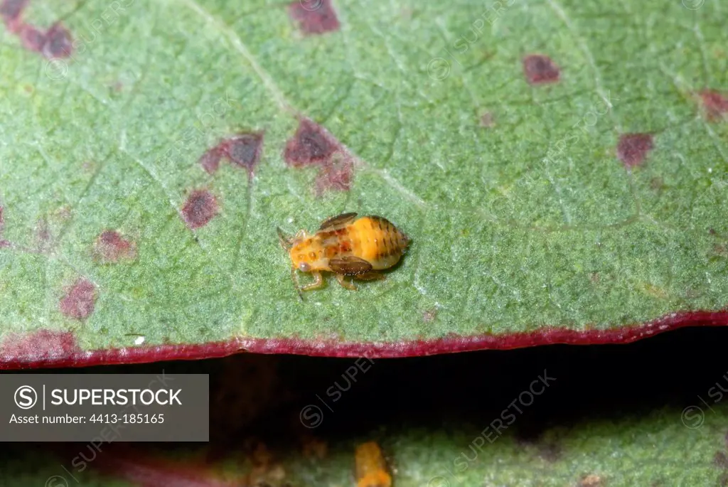 Gum psyllid larvae on a leaf of Eucalyptus Morocco