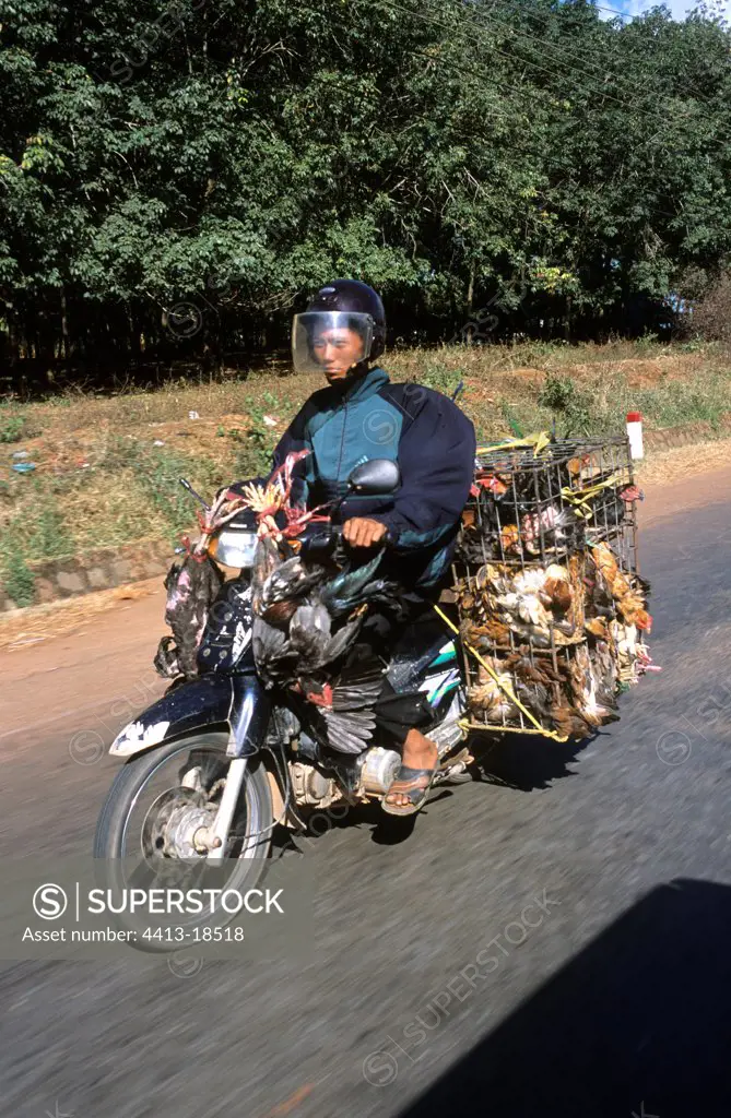 Man transporting alive hens on his motorbike Vietnam