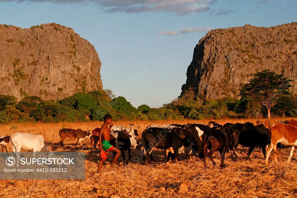 Zebu herd in the mountains of Ankarana Madagascar