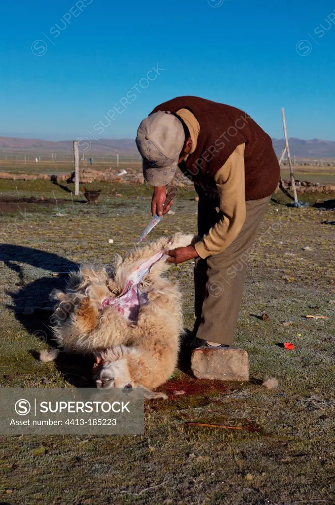 Skinning an alpaca by a breeder in Bolivia