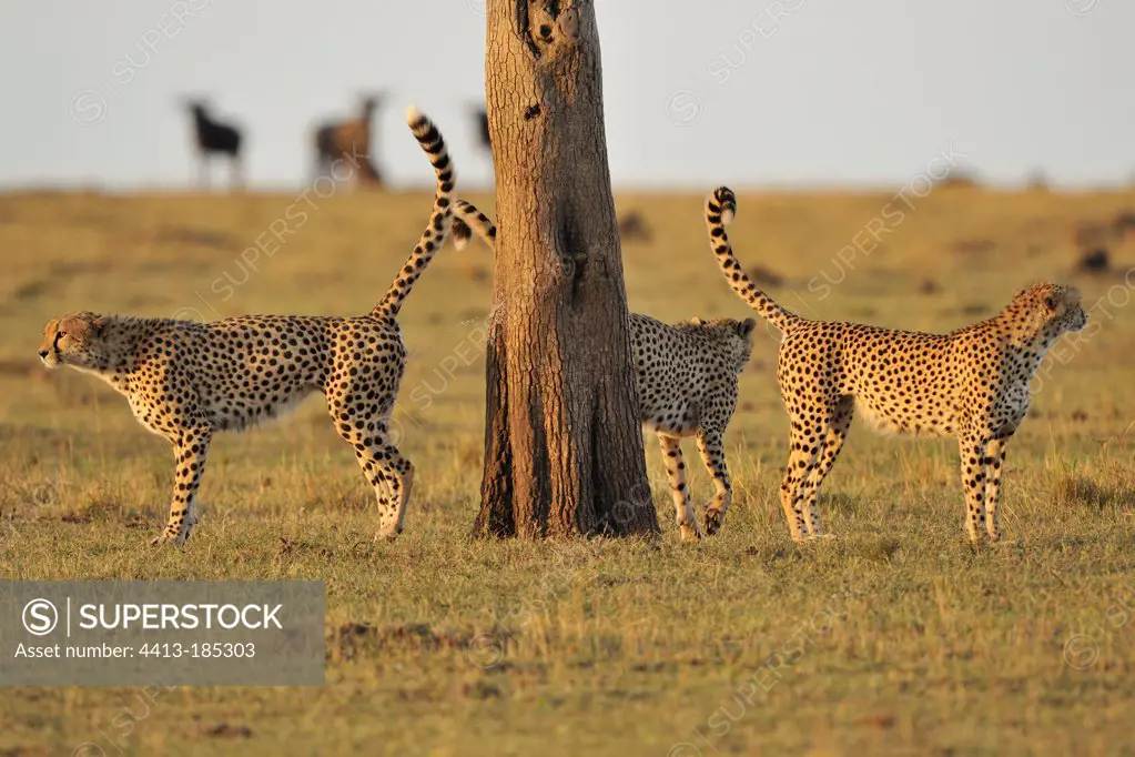 Cheetah marking their territory on a tree trunk Kenya