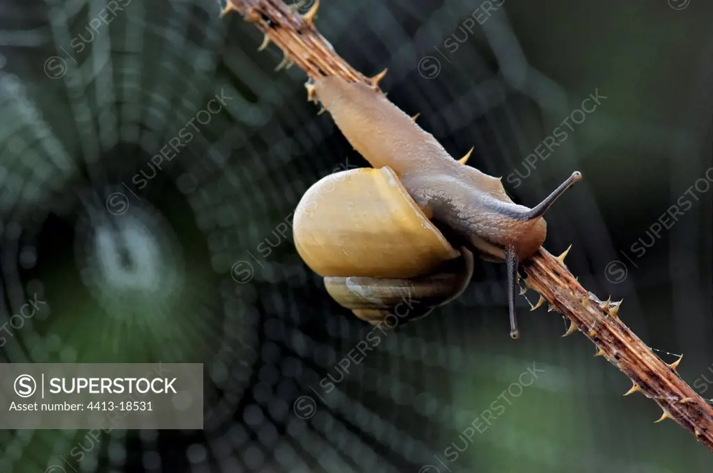 Snail on a bramble and bottom of cobweb
