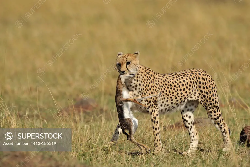 Cheetah carrying a young gazelle in its mouth Kenya