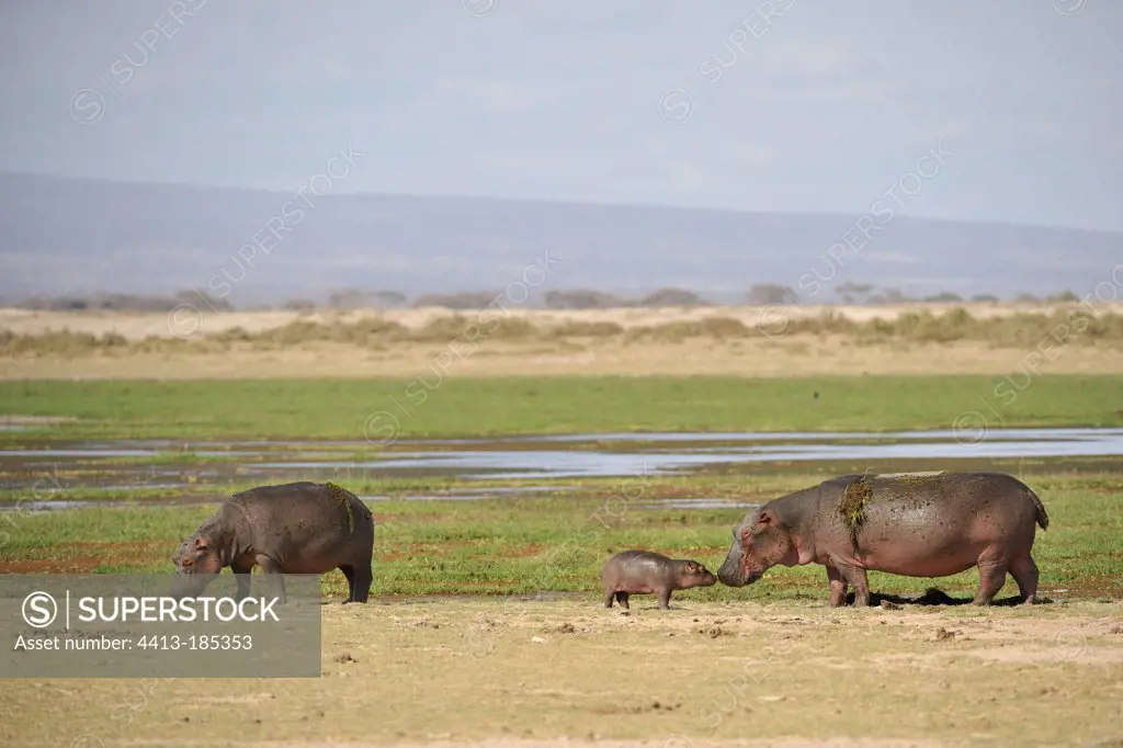Family of hippos out of water Amboseli NP Kenya