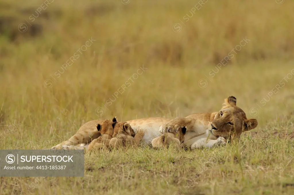 Lioness lying nursing its offspring Masai Mara Kenya