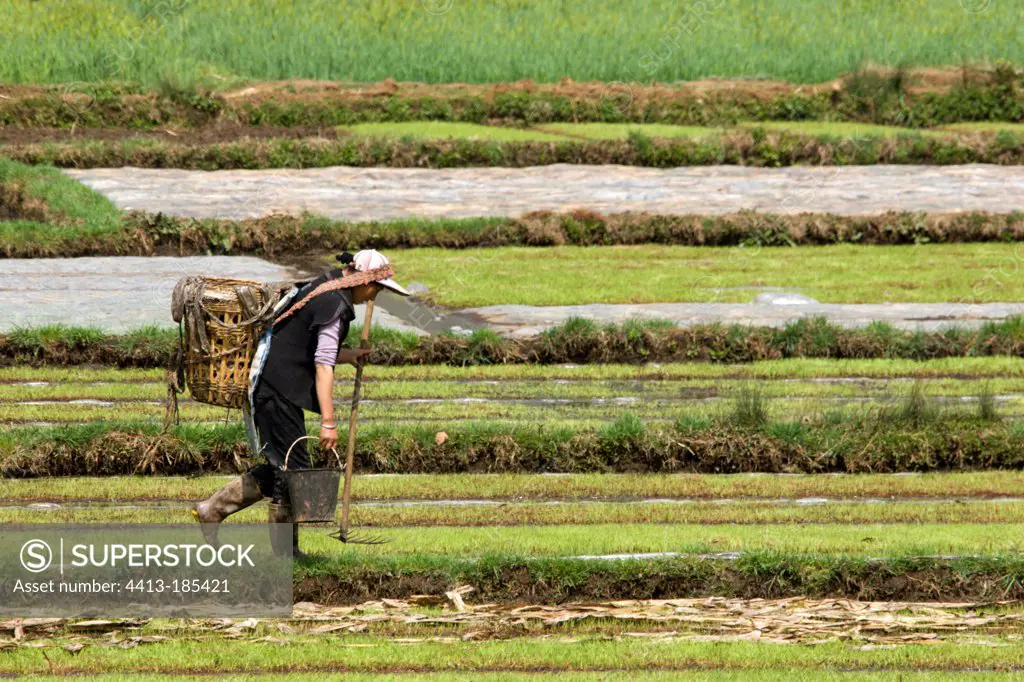 Shaxi between farmer and Lijiang in Yunnan Province in China