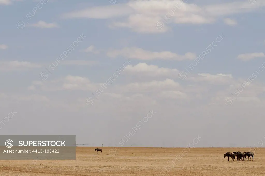 Silhouettes of wildebeests in the heat of a dry lake Kenya
