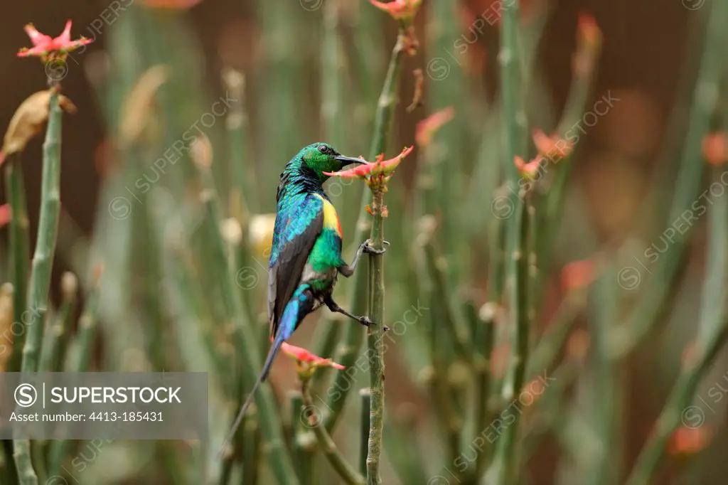 Sunbird gathering nectar on a flower Lake Baringo Kenya