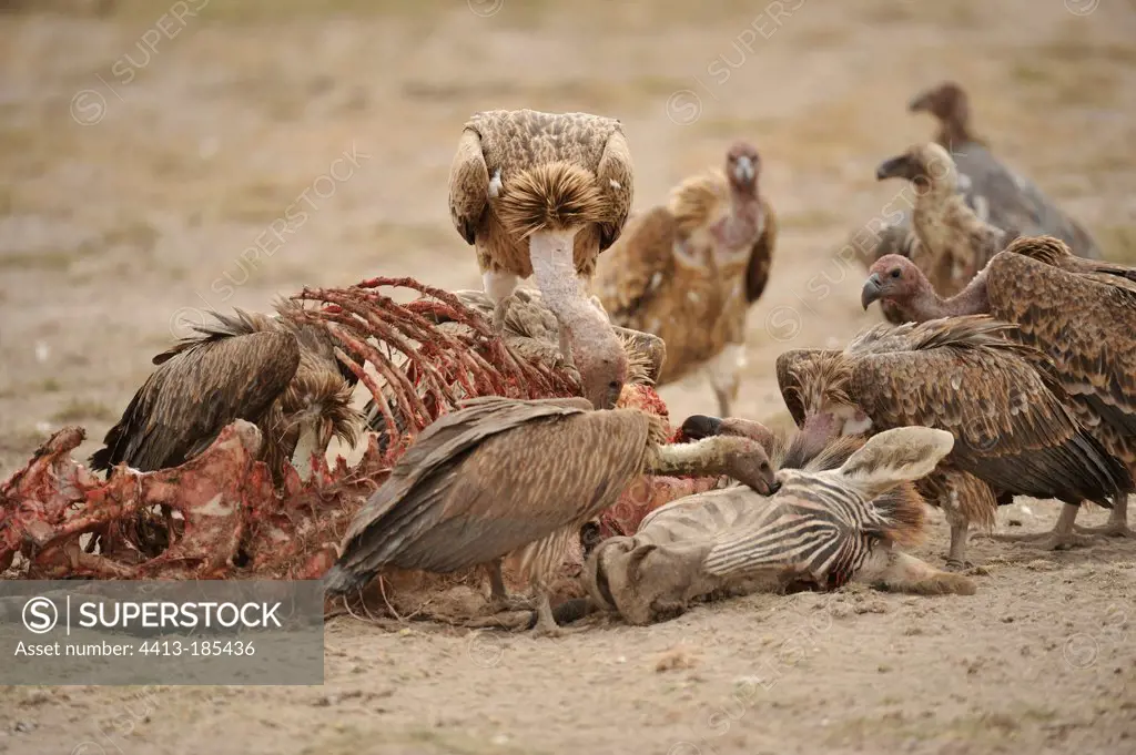 Vultures on a zebra carcass Amboseli NP Kenya