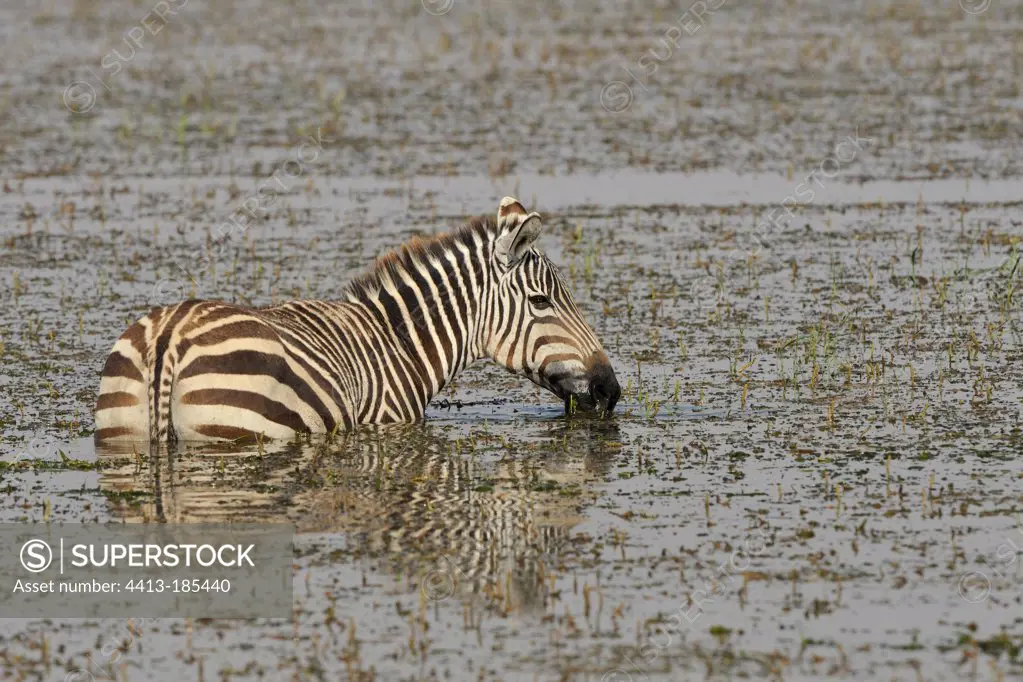 Burchell Zebra eating aquatic plants Kenya