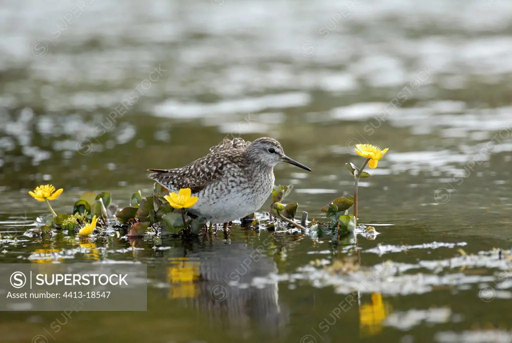 Wood Sandpiper National park of Kevo Finland