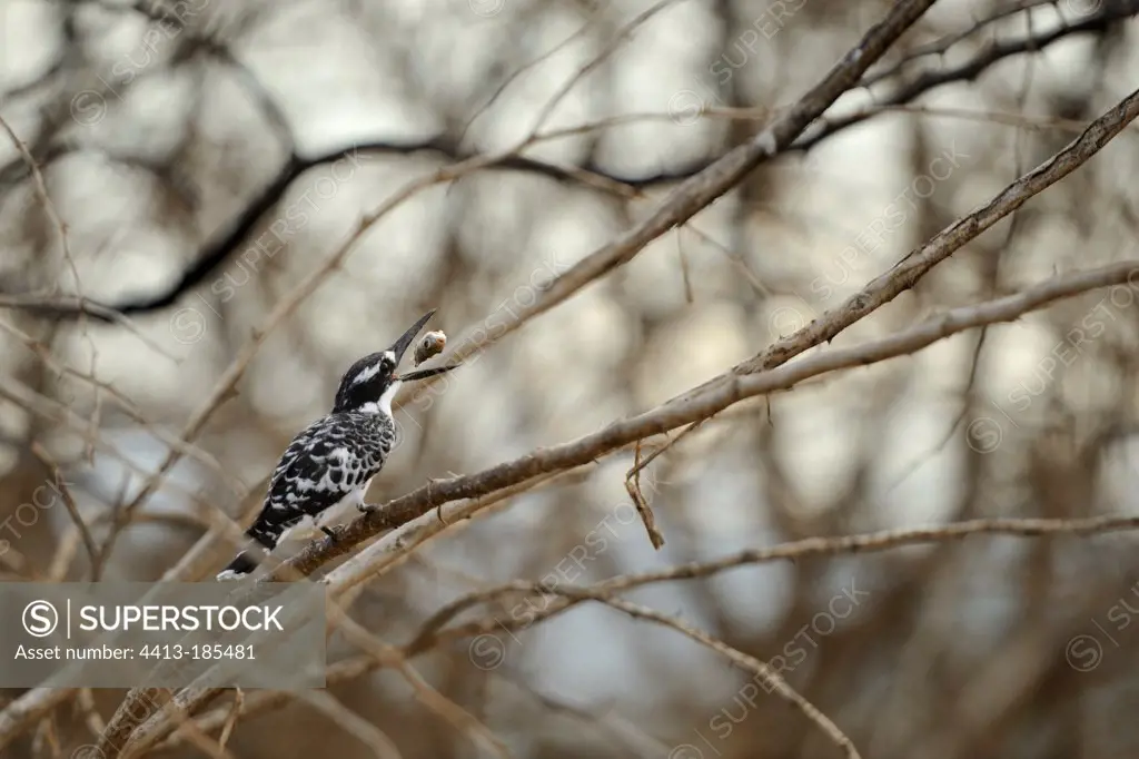 Pied Kingfisher in a tree swallowing a fish Kenya