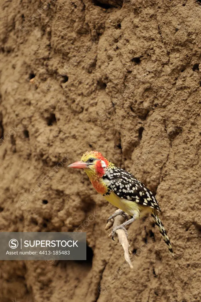 Red and yellow Barbet leaving a mound Kenya