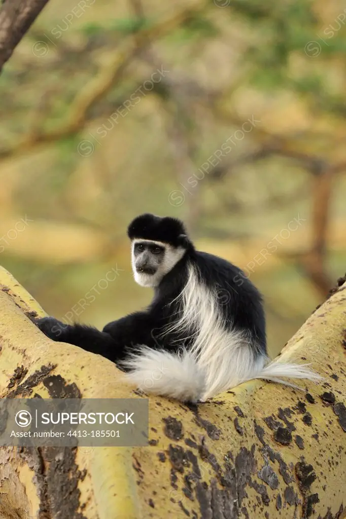 Guereza sitting on the fork of a tree Nakuru NP Kenya