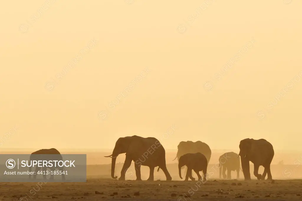 Troop of african elephants walking in the dust Kenya