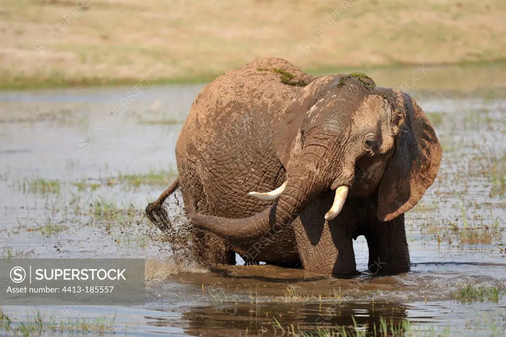 Elephant taking a mud bath in a swamp Kenya