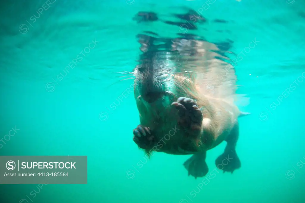 Eurasian Beaver swimming underwater in summer Savoie