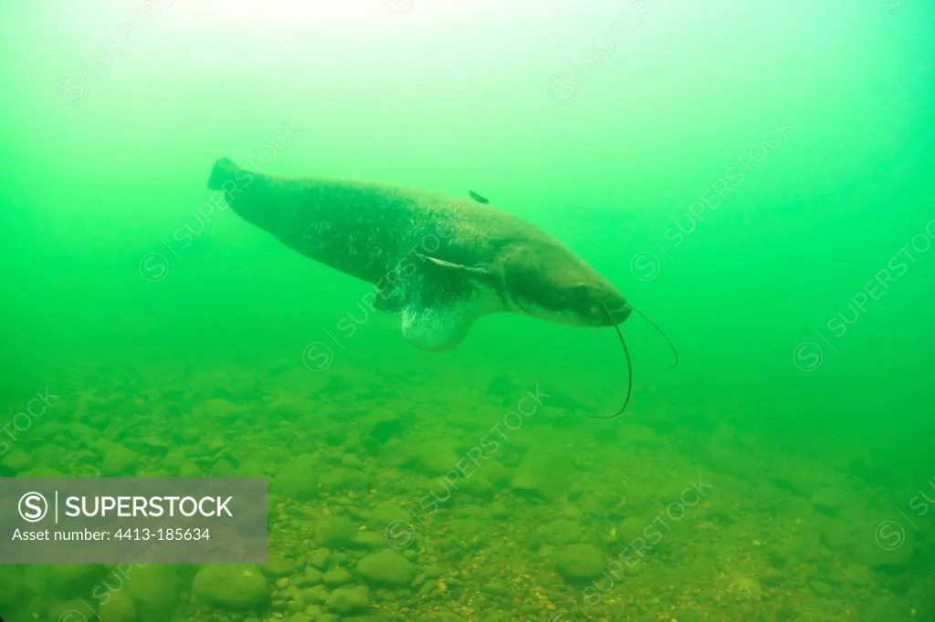 Malformed Wels Catfish swimming in the Rhone river France