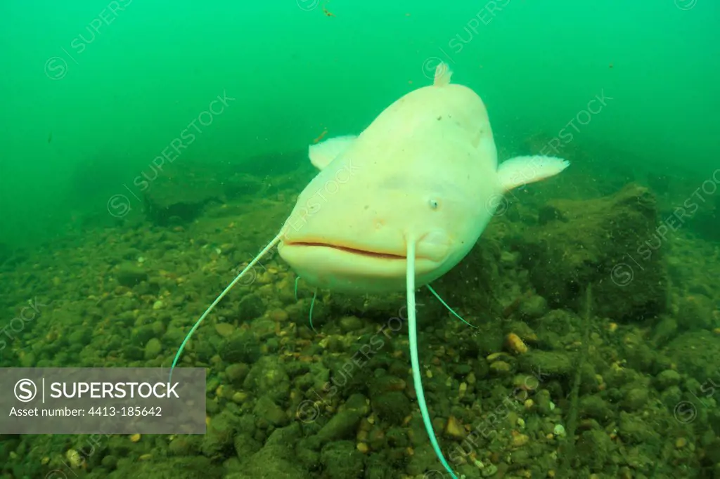 Albino Wels catfish swimming in the Rhone France - SuperStock