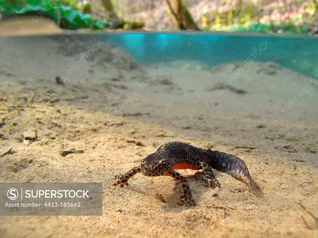 Alpine Newt in the clear waters of a stream France