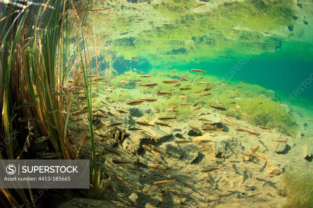 School of minnows in a mountain lake in Savoy