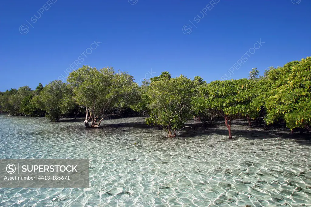 Mangroves on the East Coast Grande Comore