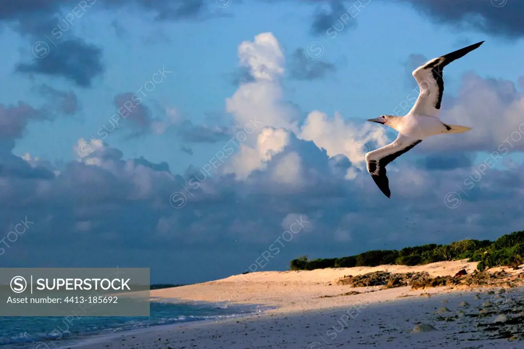 Red-footed Booby in flight Cosmoledo atoll Seychelles