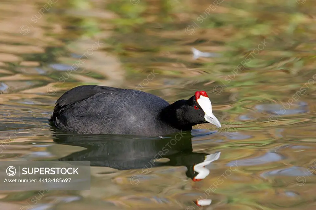 Red-knobbed Coot swimming Andalousia Spain