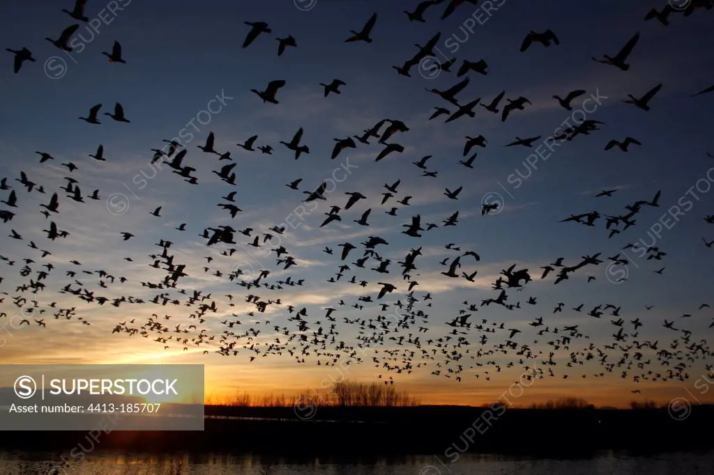 Snow Geese in flight at dusk Bosque del Apache New Mexico
