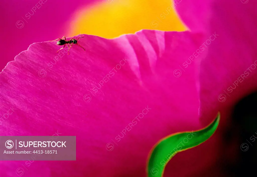 Ant on a petal of Peony Switzerland