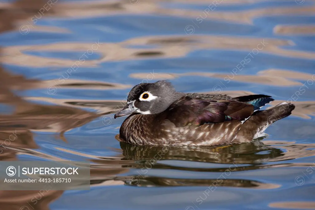 Female Wood Duck on the water in winter Arizona USA