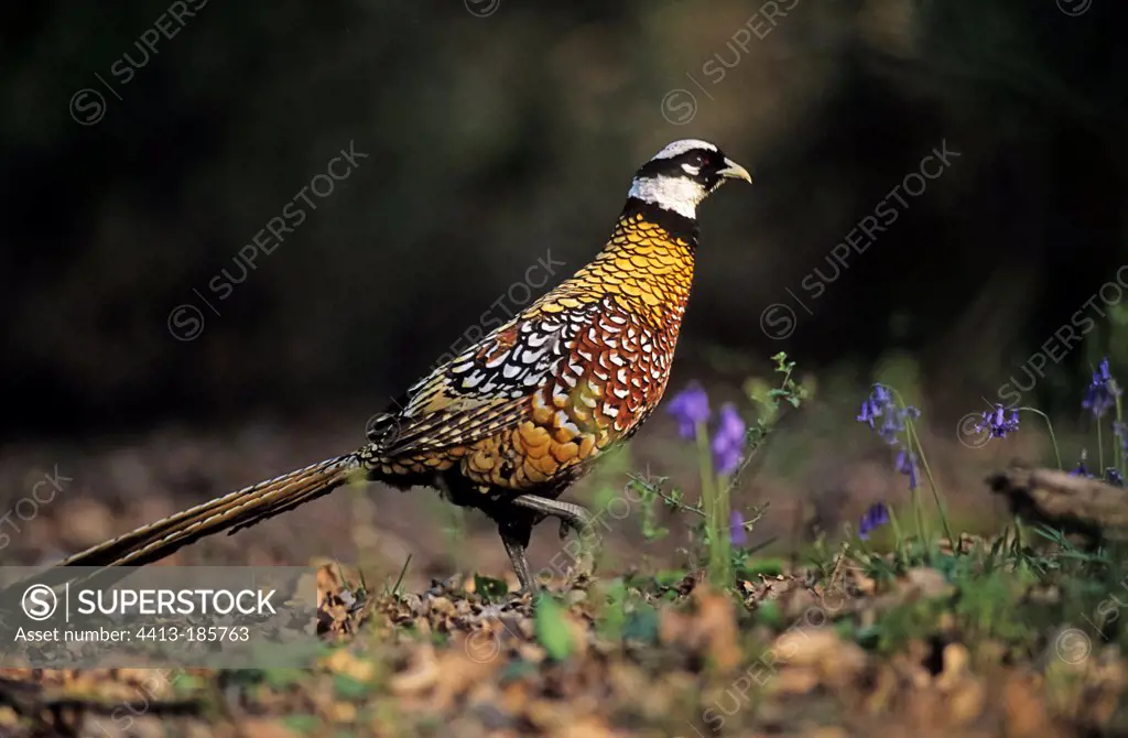 Reeves's Pheasant male France