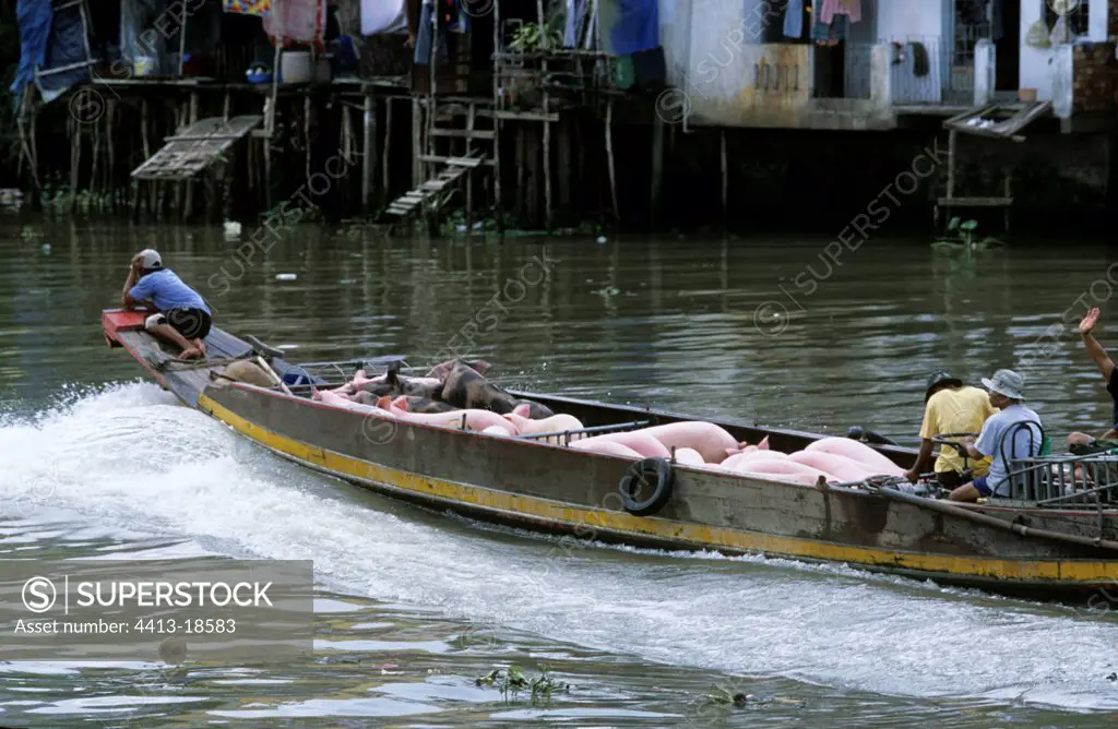 Fluvial transport of pigs on a small boat Vietnam
