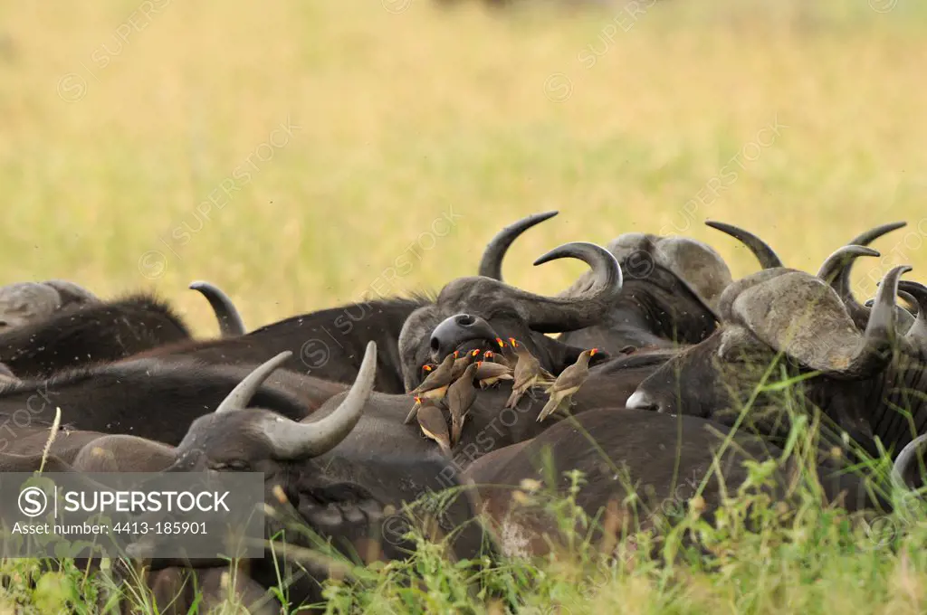 African buffaloes and Yellow-billed Oxpecker Tanzania