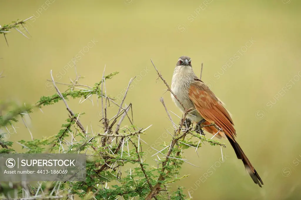 White-browed Coucal landed on a bush Tanzania