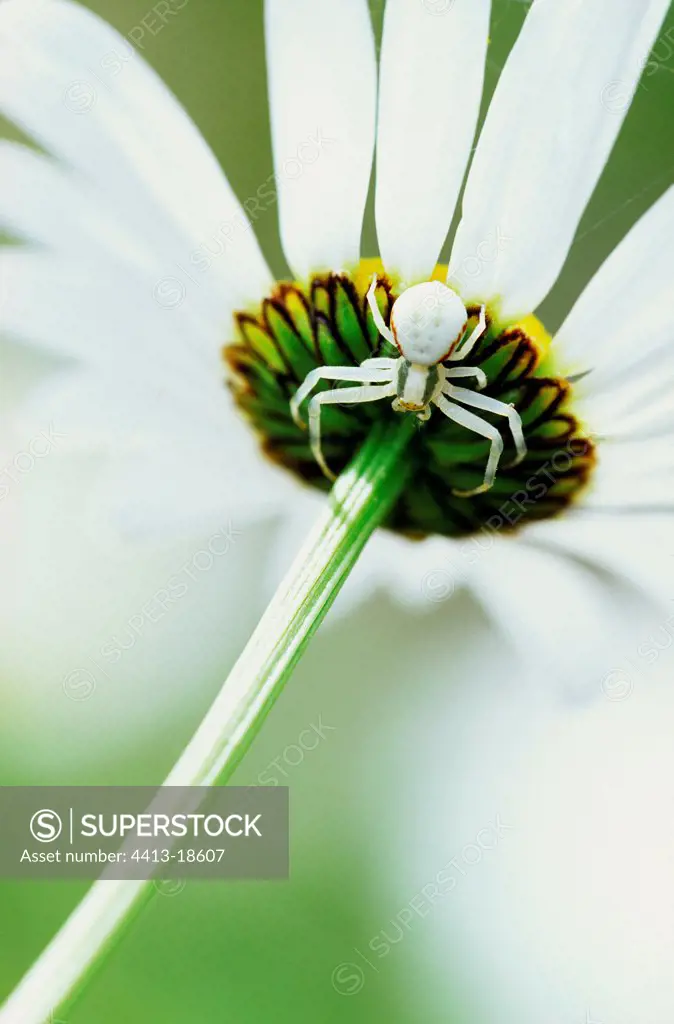 Femelle Goldenrod spider under a Daisy Switzerland