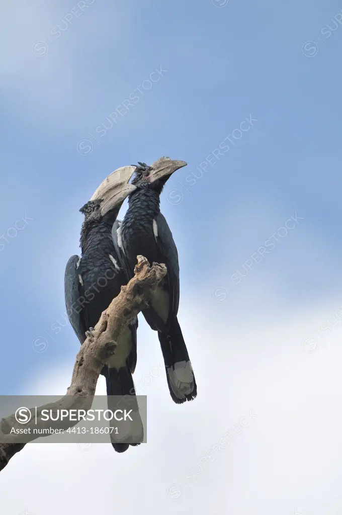 Two silver-cheeked hornbills on a branch Tanzania