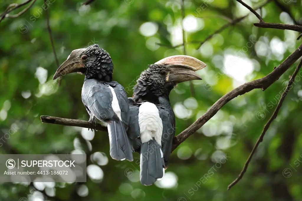 Two silver-cheeked hornbills on a branch Tanzania